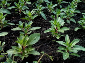 桔子樹苗種植技術(shù)（桔子樹苗的種植方法）