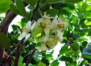 柑橘帶花修剪技術(shù)要點（柑橘花期修剪）