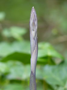 沃柑長(zhǎng)新芽要噴藥嗎（沃柑發(fā)芽后打什么藥）