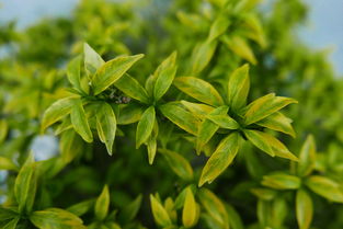 柑橘樹(shù)木虱藥（柑桔木虱防治）