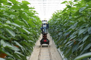 柑橘苗木果樹種植管理技術(shù)要點什么（柑橘樹栽培技術(shù)）