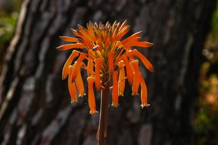 沃柑開(kāi)花使用搖花嗎（沃柑開(kāi)花了還可以修剪嗎）