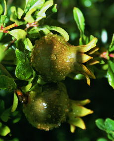 脆蜜金桔適合室內(nèi)種植嗎冬天（脆蜜金桔適合室內(nèi)種植嗎冬天怎么養(yǎng)）