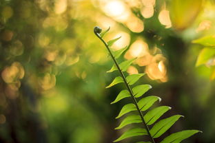 粑粑柑種植技術(shù)視頻（粑粑柑種植技術(shù)視頻教程）