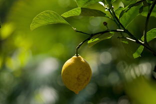 柑橘樹(shù)花謝完要打什么藥（柑橘樹(shù)開(kāi)花打什么藥）