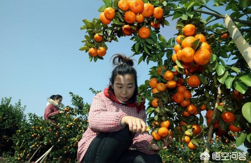 甘平柑橘幾錢一斤2022年8月9日價(jià)格表_明年的沃柑行情走勢(shì)會(huì)如何呢