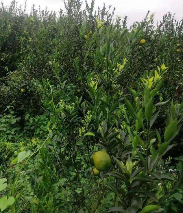 多效唑能夠促進沃柑著色_南方比來雨水過多