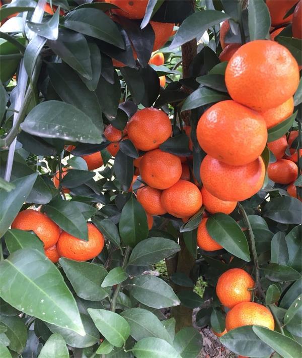 生態(tài)柑橘種植基地_華寧特早熟柑橘種植手藝