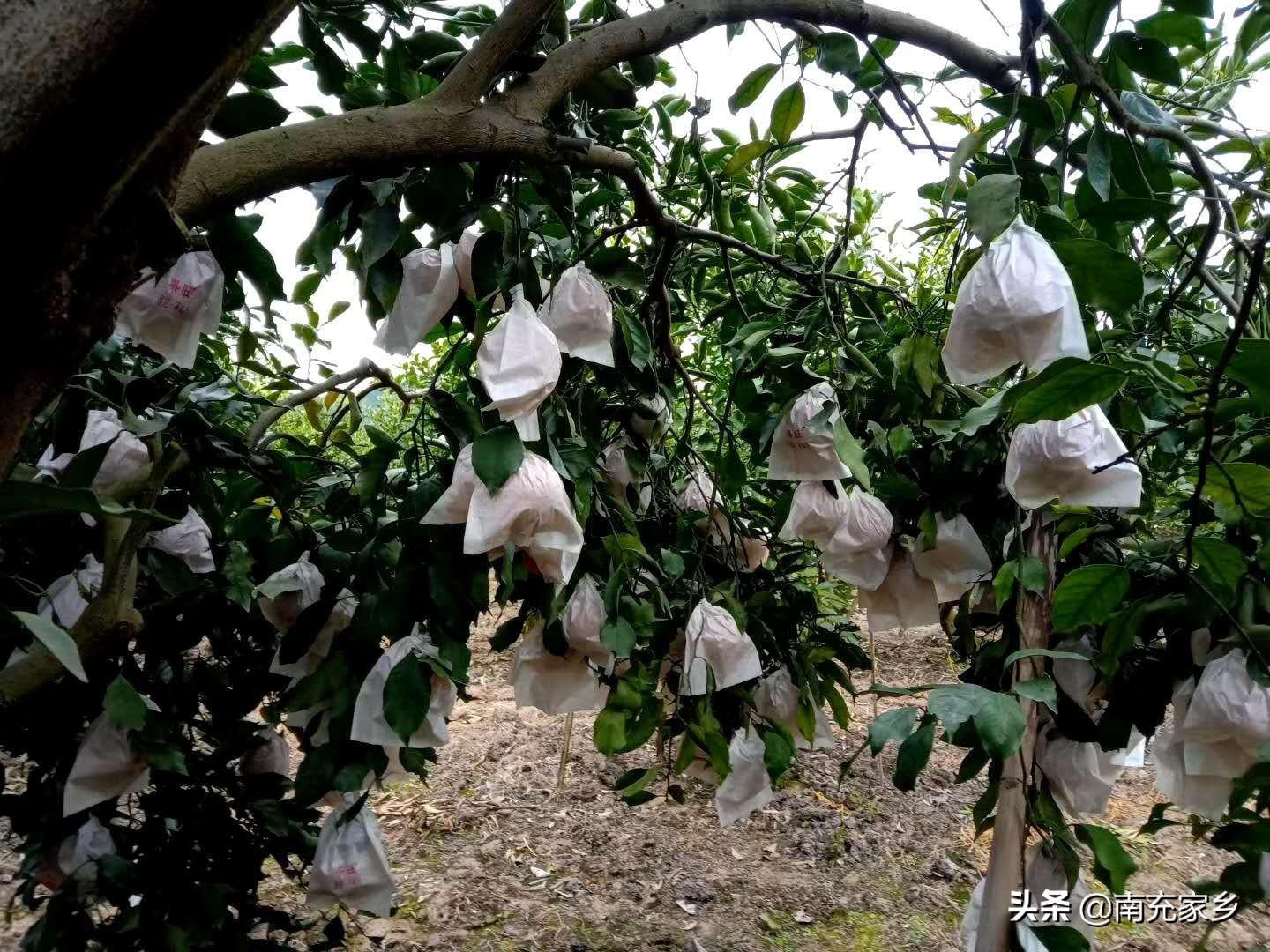 四川柑桔新品種有哪些圖片大全_川渝地域合適種植哪些生果