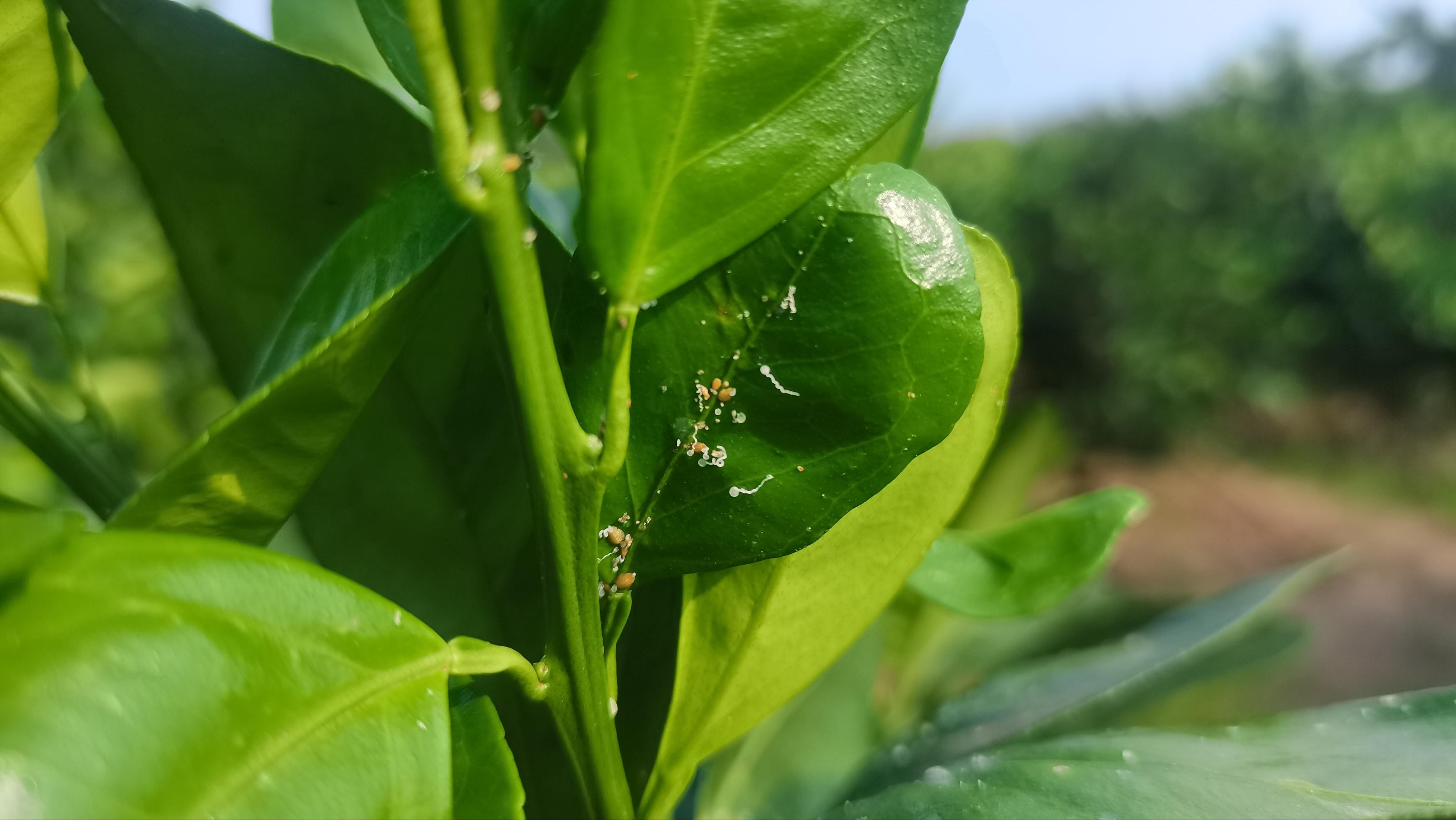 中國(guó)目前最新更好的柑橘品種是什么呢視頻_本年的砂糖橘為啥叫殺人橘