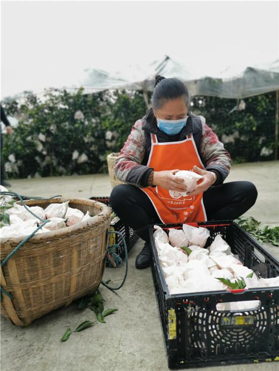 春見柑橘一年需要幾肥料和水分呢視頻_柑橘2毛5都賣不進來而傾倒在國道盤在桂林