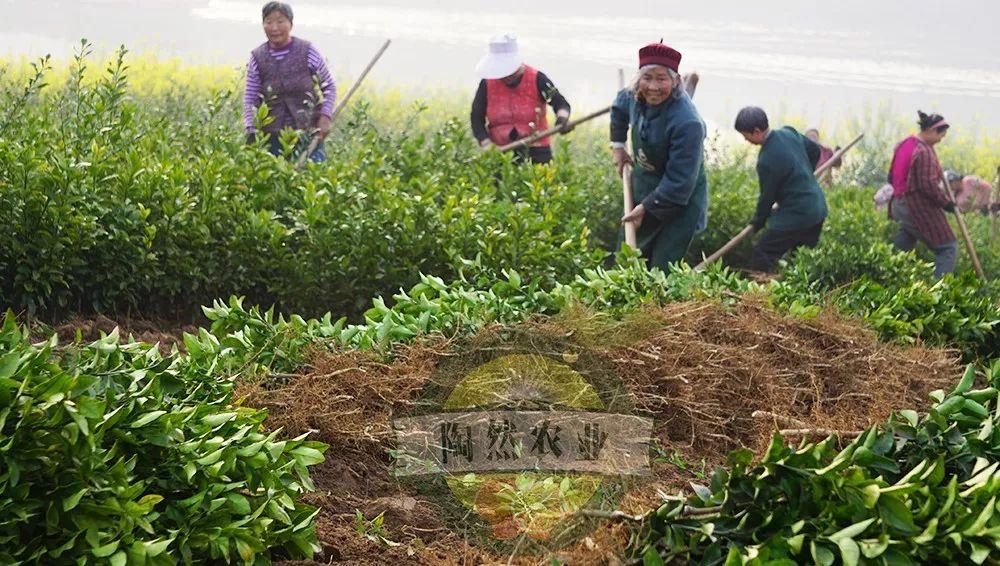 將來三年更受歡迎柑橘品種有哪些呢圖片_上市最早的柑橘品種